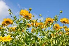 yellow flowers at sky