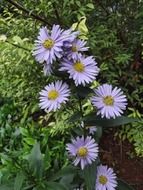 Purple flowers bloom in South Africa