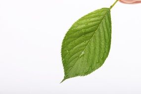 green spring leaf closeup