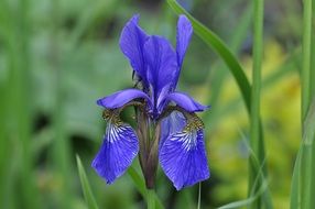 blue iris close up