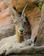 mountain goat with his brood in the mountains