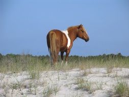 Beautiful, cute and colorful wild horse in the steppes of Chincoteague Island in Virginia