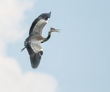 Beautiful white and gray heron flies under the blue sky with white cloud