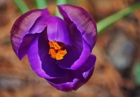 Purple tulip close-up