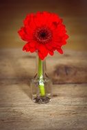 red gerbera flower in a glass vase