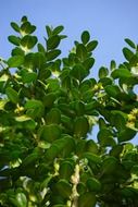 green leaves in branches sky view