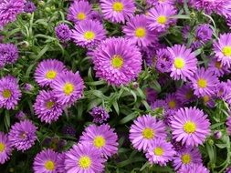 aster perennial purple flowers