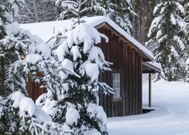 wooden hut in the snowy forest