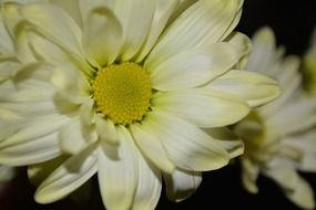 sweet yellow daisy