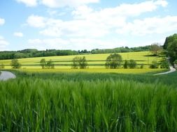 green corn field on the background of a hill with trees