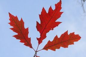 red tree foliage in autumn