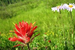 indian paintbrush castilleja