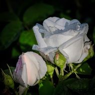 white rose with buds close up