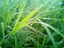 green grass in dew