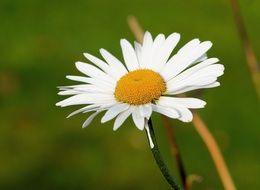 white marguerite flower blossom