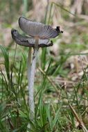 gray mushroom in green grass