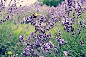 bumblebee on lavender flower in field
