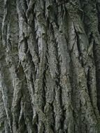 bark on a trunk of a forest tree close up