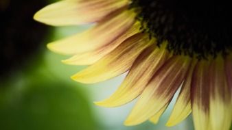 yellow long petals of a sunflower