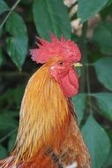 profile portrait of a cock