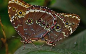 morpho peleides butterflies