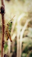 green grasshopper on a branch closeup