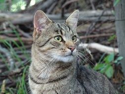 domestic cat outdoor