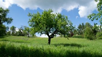 Landscape of relaxation mood in nature on a sunny day