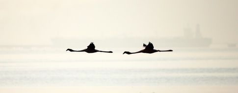 flamingos birds flight
