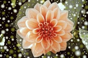 dahlia blossom and snow