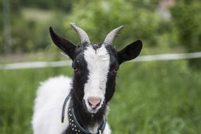 portrait of spotted goat among nature