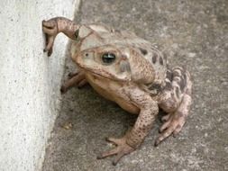 Gray frog in nature