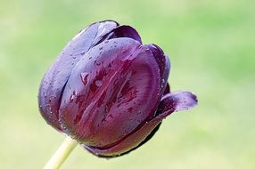 dark purple tulip on a blurred background