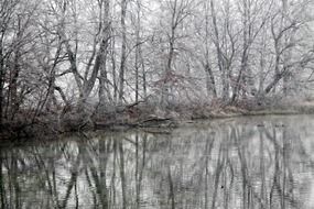 Mirroring of the forest in water in winter