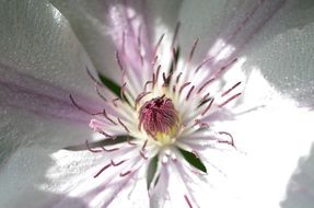 purple flower blossoming in spring