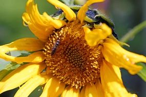 yellow sunflower close macro photo