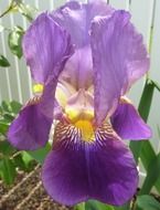 purple iris close up