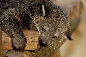 Photo of the binturong