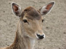 cute wild deer head