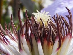 stamens of the flower close-up