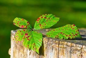 Macro photo of autumn leaves