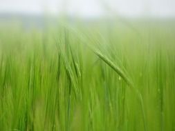 Green corn plants in the field