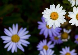 colored daisies on the field