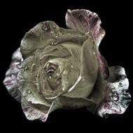 photo of marble rose and water drops