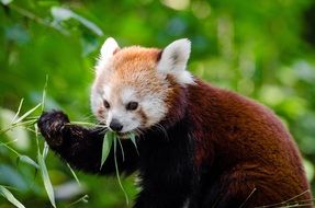 famous rare red panda