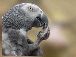 parrot bird pet