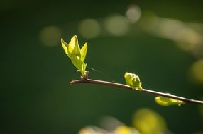 young green spring leaves