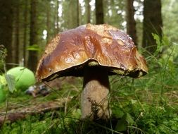 Brown forest mushroom close-up