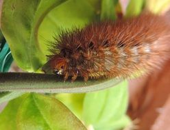 orange caterpillar on a green leaf