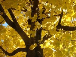 Maple tree with yellow leaves in autumn